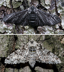 Peppered Moths